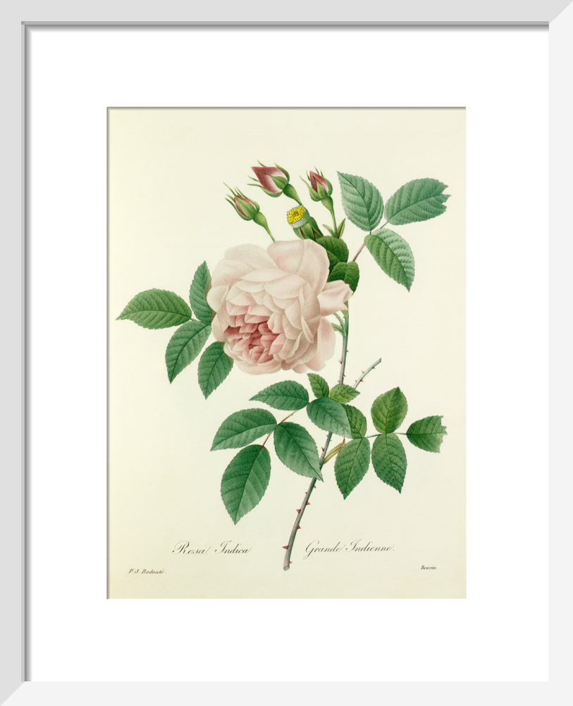 Pierre-Joseph Redout、The Roses62 Vintage Pierre-Joseph Redouté 