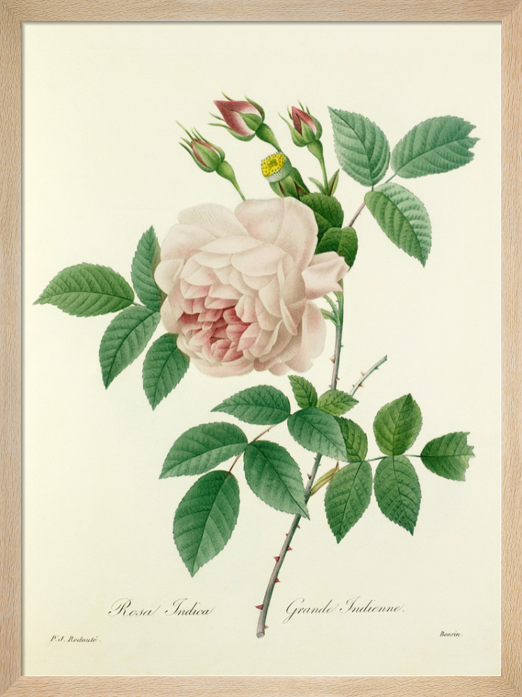 Pierre-Joseph Redout、The Roses62 AbeBooks