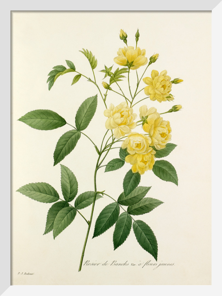 Pierre-Joseph Redout、The Roses48 Pierre-Joseph Redout、The Roses48 Rose by pierre joseph redoute hi