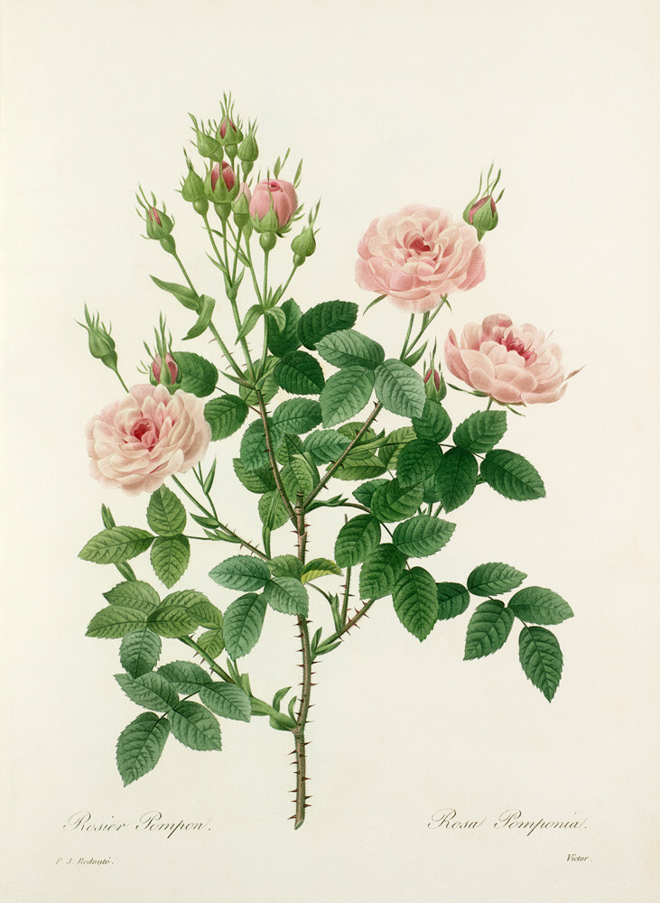 Rosier Pompon : Rosa Pomponia Art Print by Pierre Joseph Celestin ...