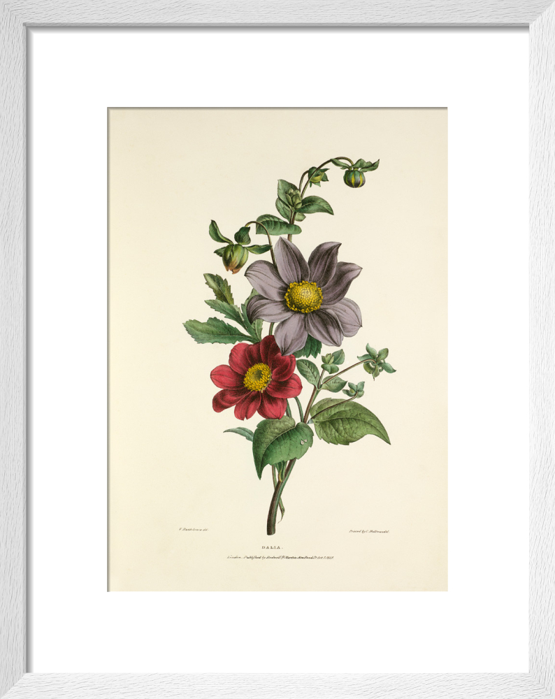 21915-dahlia-1500x1500.jpg