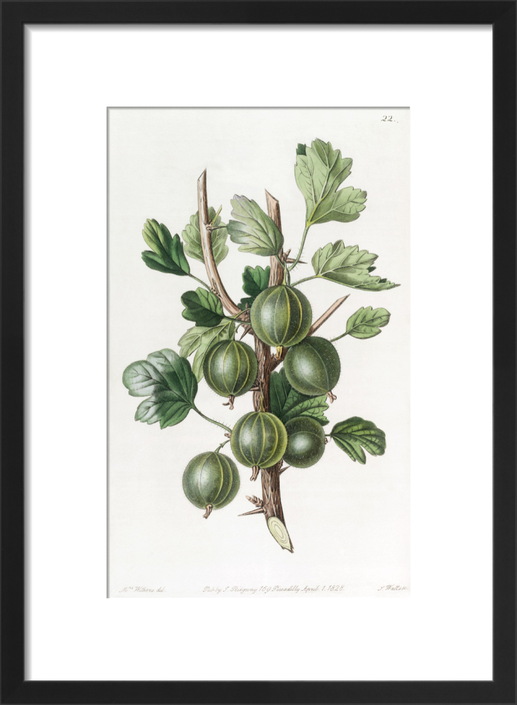 Gooseberry (Ribes grossularia) Botanical Illustration
