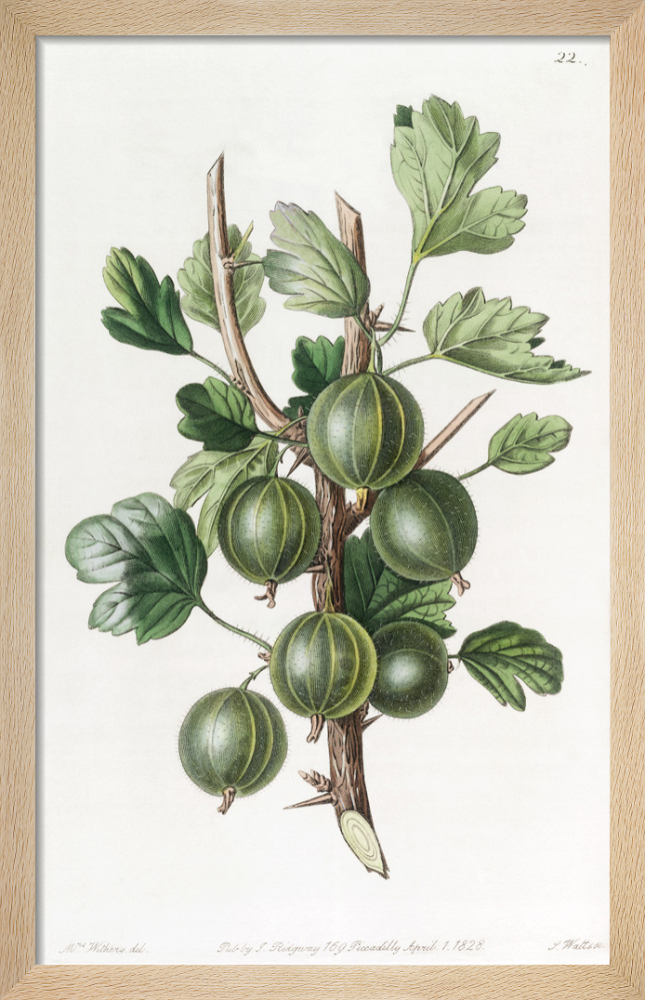 Gooseberry (Ribes grossularia) Botanical Illustration
