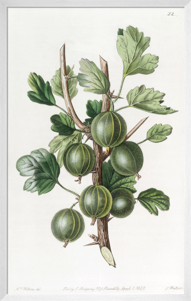 画材 Gooseberry si-425579.jpg_ihcm-80.00_iwcm-