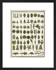 Royal Horticultural Society Art Prints 