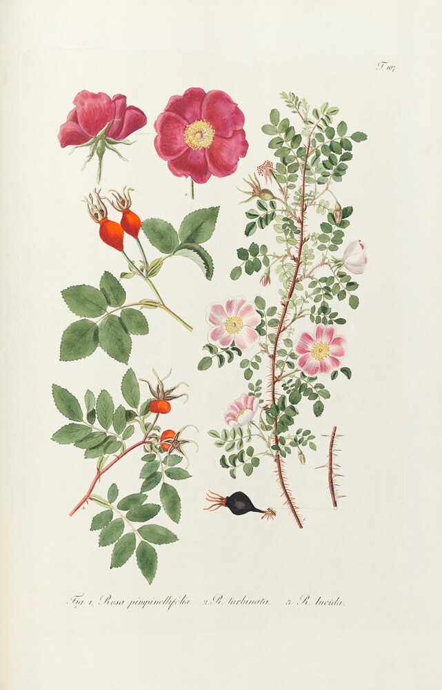 T107. Fig 1 Rosa pimpinellifolia Art Print by George Cooke | King & McGaw