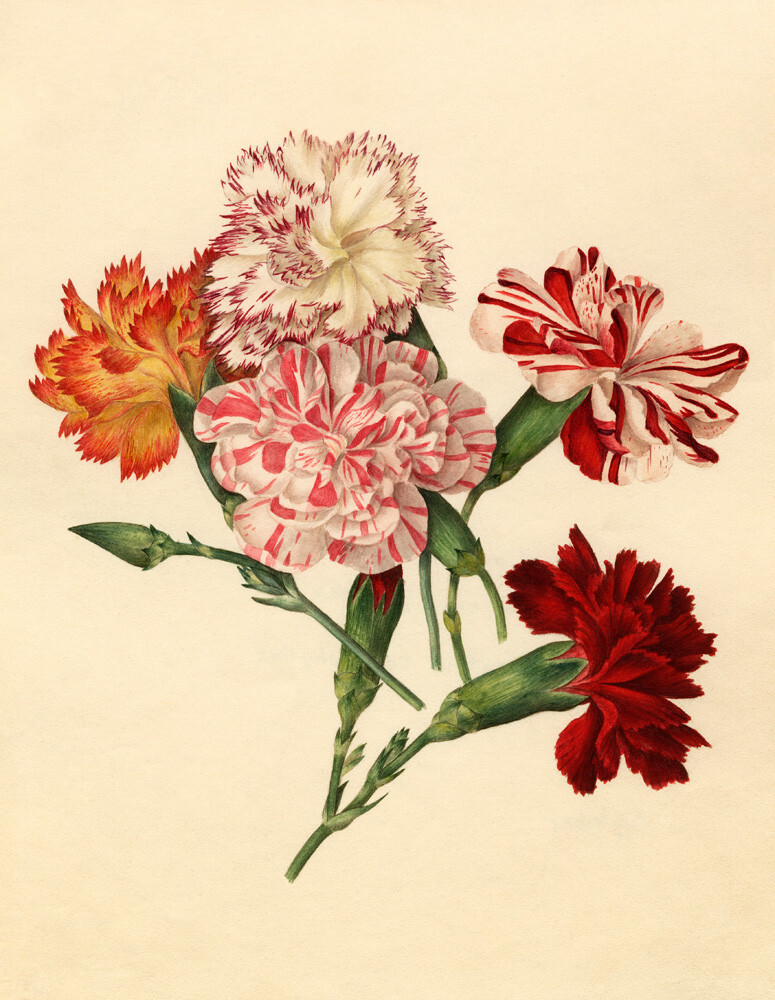 Dianthus caryophyllus Art Print by Caroline Maria Applebee | King & McGaw