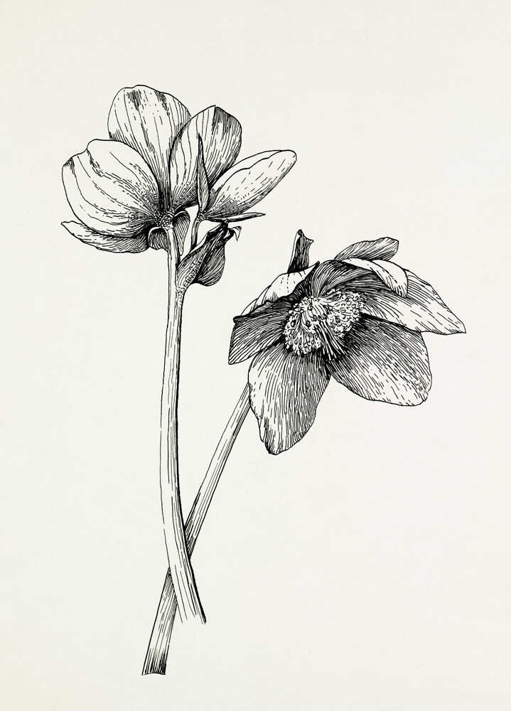 Helleborus niger Art Print by Graham Stuart Thomas | King & McGaw