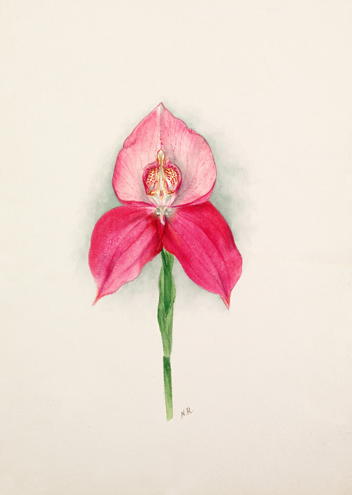 Disa x Diores var. Clio Art Print by Nellie Roberts King & McGaw