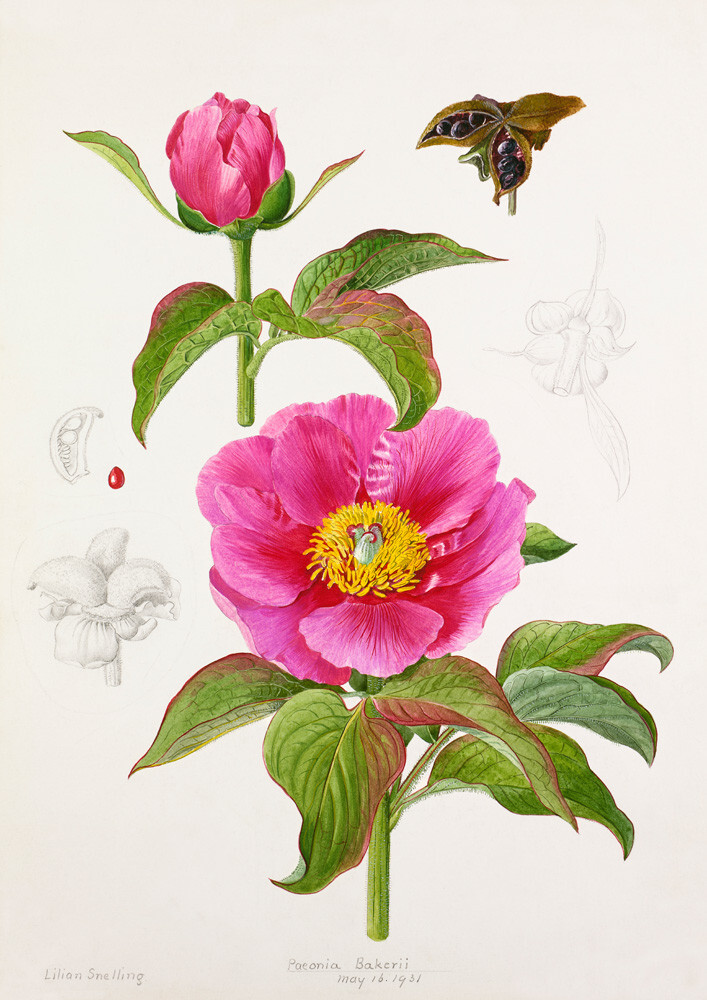 Paeonia Bakeri Art Print by Lillian Snelling | King & McGaw