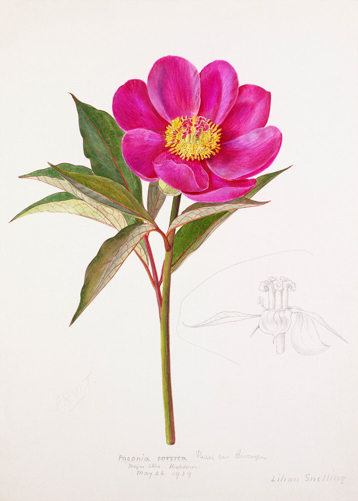 Paeonia russoi var. leiocarpa Art Print by Lillian Snelling | King & McGaw