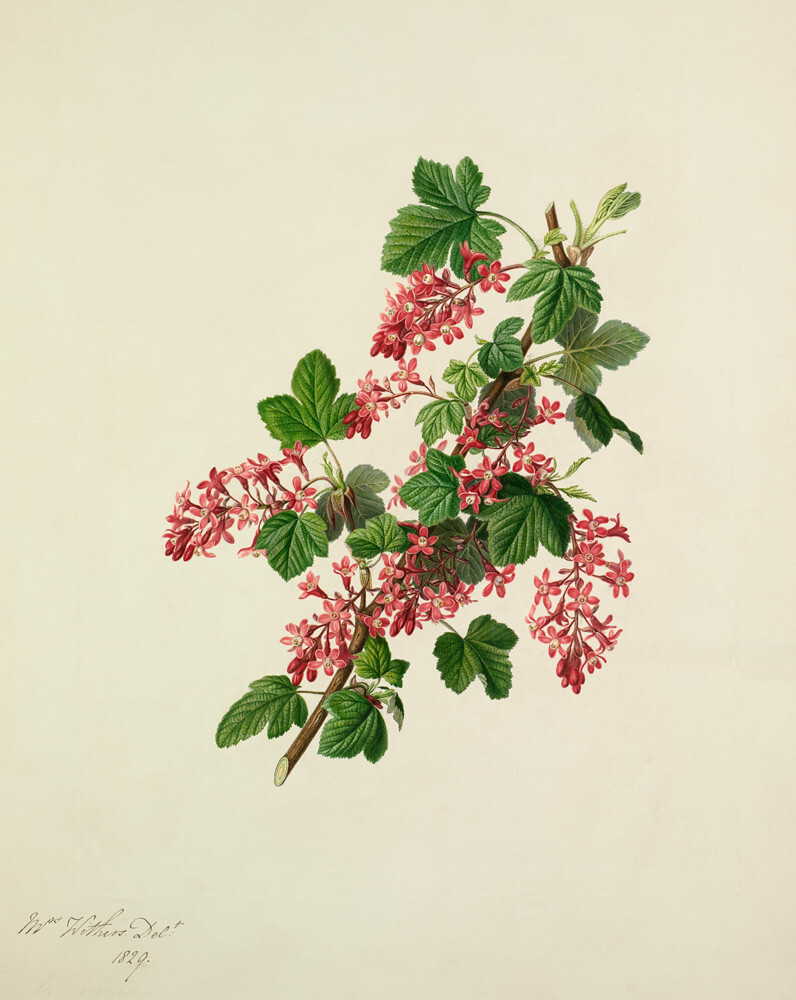 Ribes Sanguineum Art Print By Augusta Innes Withers 