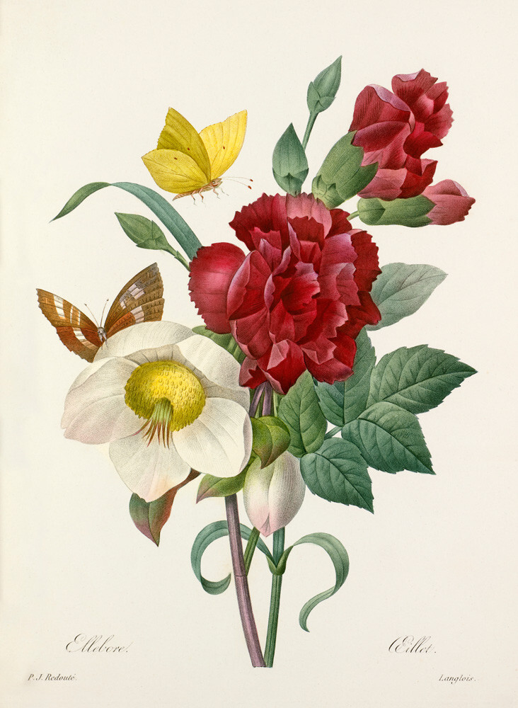 Pierre-Joseph Redout、The Roses27、希少画集画