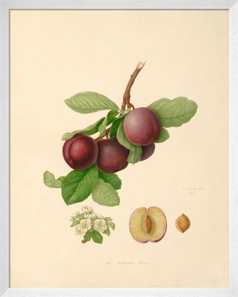 Vermash Nectarine - 1818 Hand Colored Stipple Engraving, Original Antique Fruit Print fashion by William Hooker