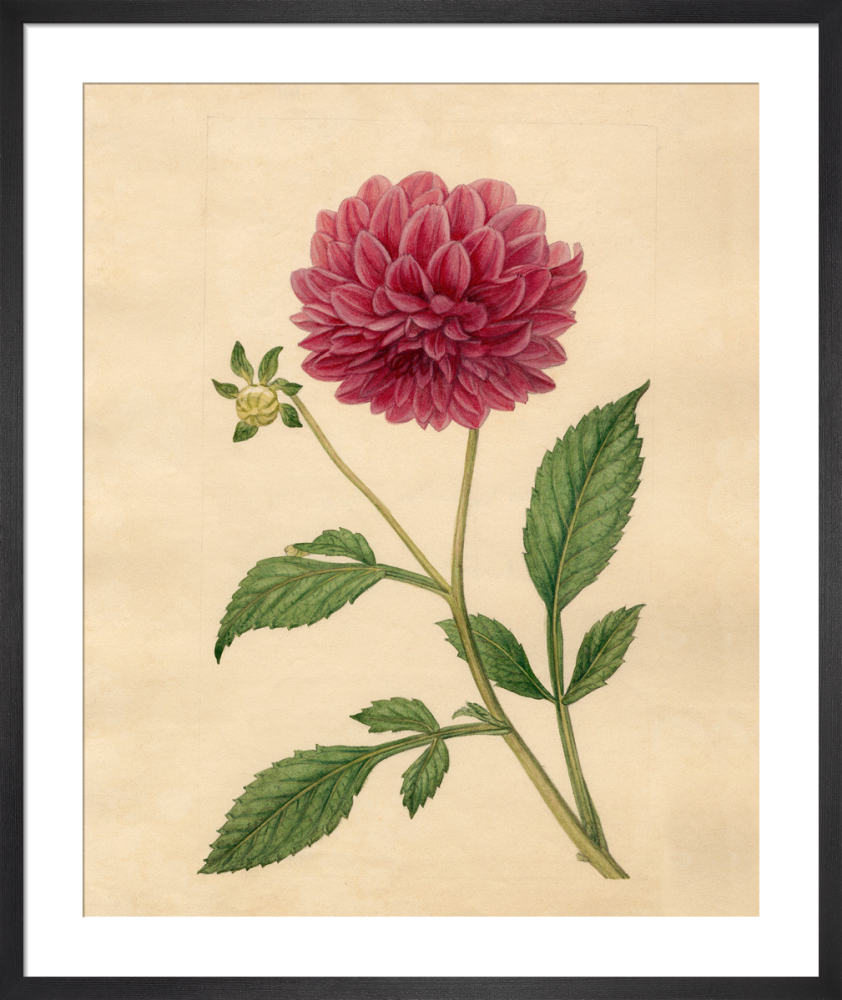 絵画　Dahlia 切り絵アート ダリア~Dahlia~ 切り絵 紗布-Sau- 通販 19360584