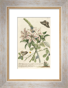 Magnolia Soulangiana Art Print by Pierre Joseph Celestin Redouté | King ...