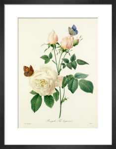 Magnolia Soulangiana Art Print by Pierre Joseph Celestin Redouté | King ...