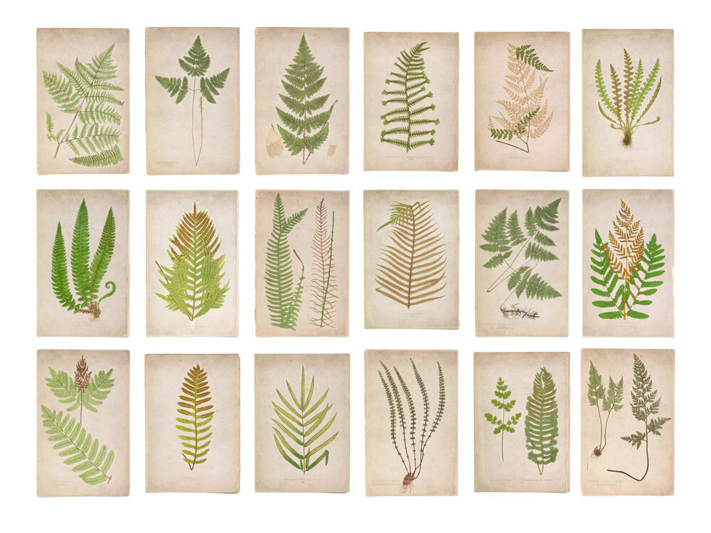 Fern Panel 1 Art Print by Deborah Schenck | King & McGaw