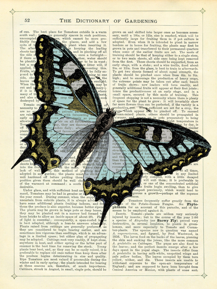 Angled Butterfly Art Print by Marion McConaghie | King & McGaw