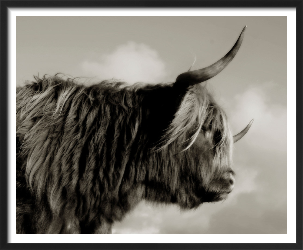 Americanflat - Highland Cow by Tanya Shumkina - Black Frame 8x10