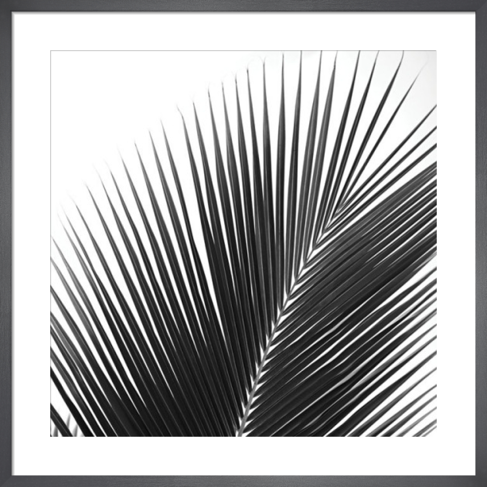 Palms 14 (detail) Art Print by Jamie Kingham | King & McGaw