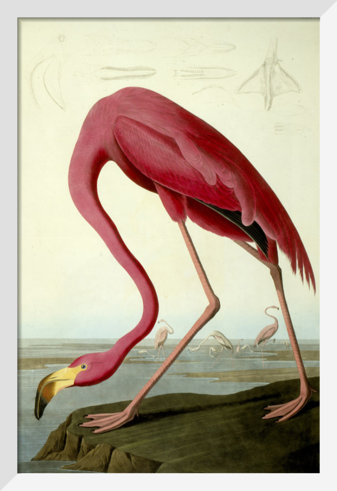 Flamingo with Kinky Boots, Bird Art Print, Wall Art — FabFunky