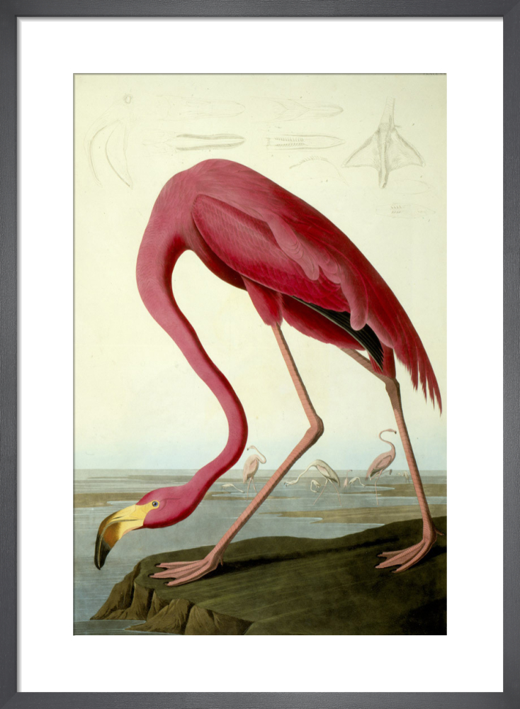 American Flamingo Art Print by John James Audubon