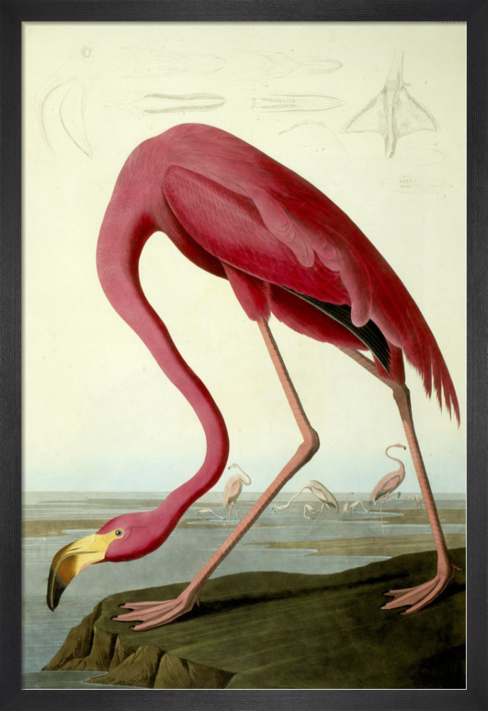 Audubon - Pink Flamingo from Birds of America Poster - Pink Flamingo 