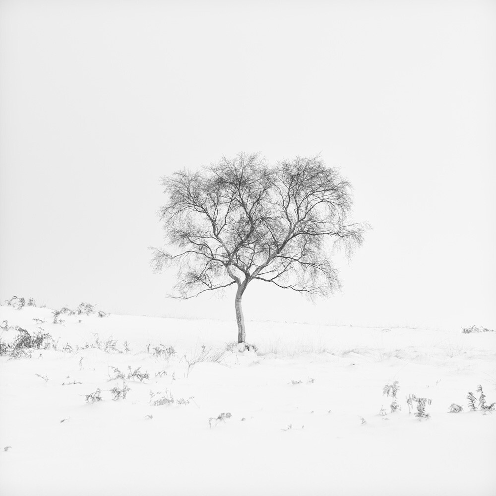 Solitude Art Print By Doug Chinnery 