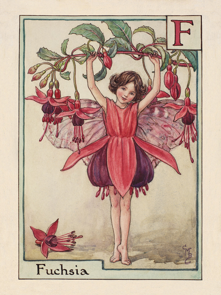 Fuchsia Fairy Art Print by Cicely Mary Barker | King & McGaw