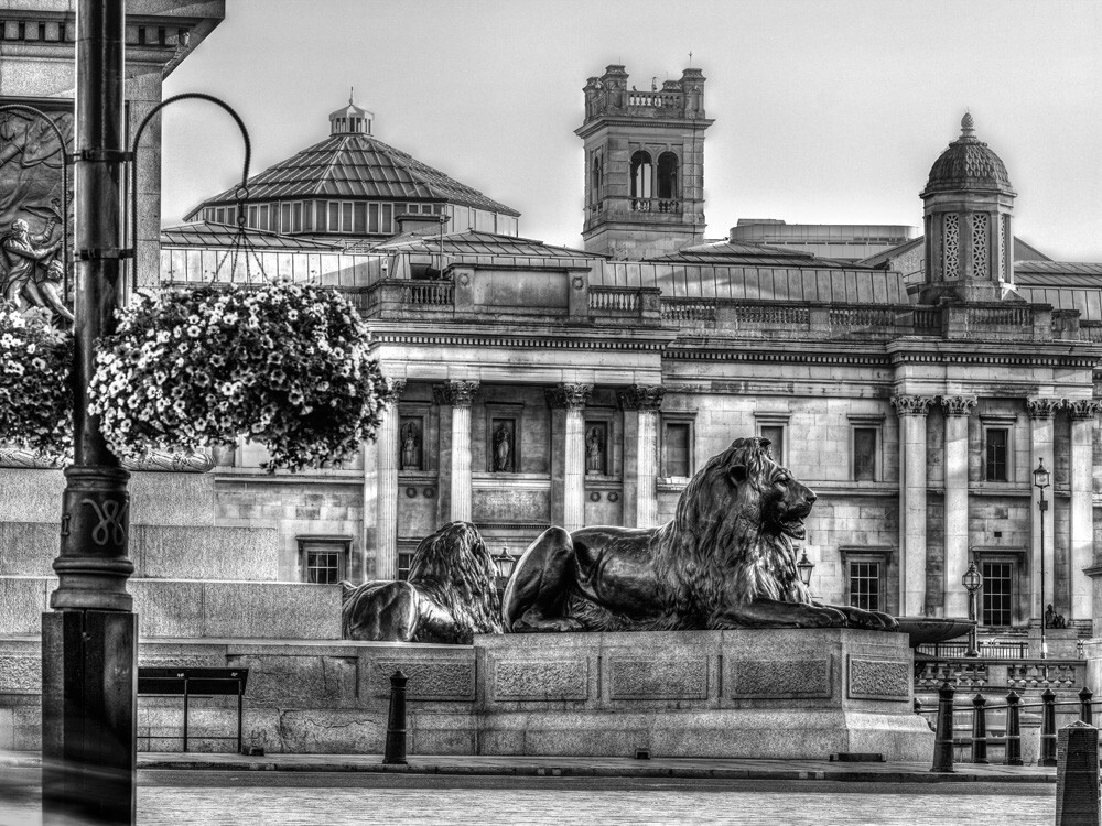 Trafalgar Lions Art Print by Assaf Frank | King & McGaw