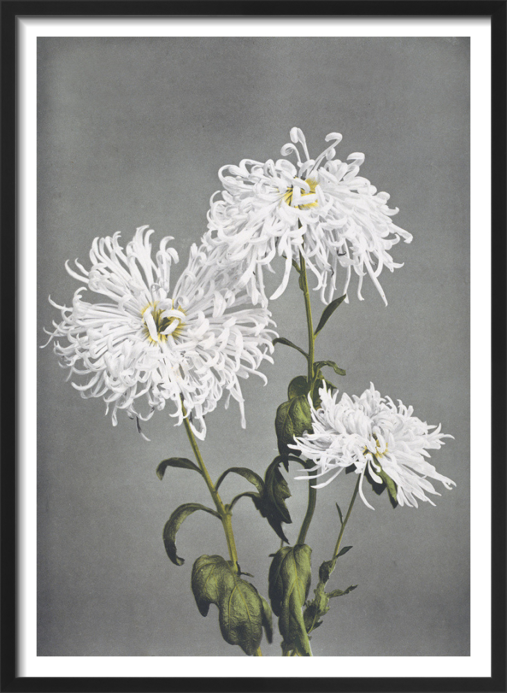 原画　『flower, s.』 Some Japanese Flowers, c1895, Kazumasa Ogawa, 15 Chromo