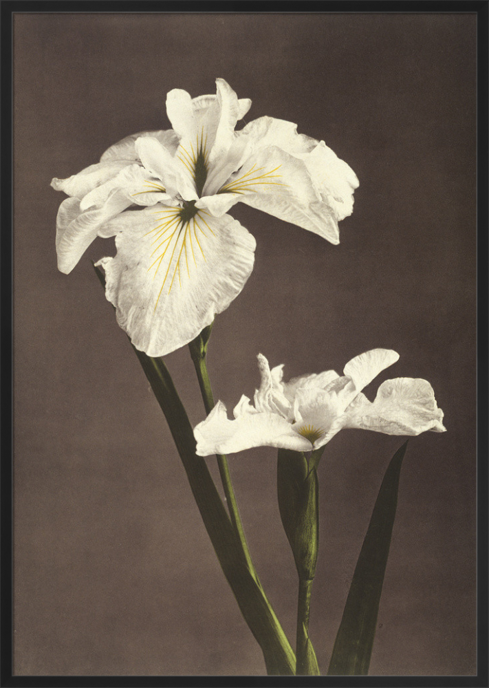原画　『flower, s.』 Mockup-IV2_bf2b21c1-000f-4e43-