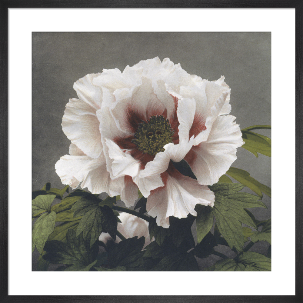 芸術写真 FLOWERS and TREES watercolor-painting-garden-