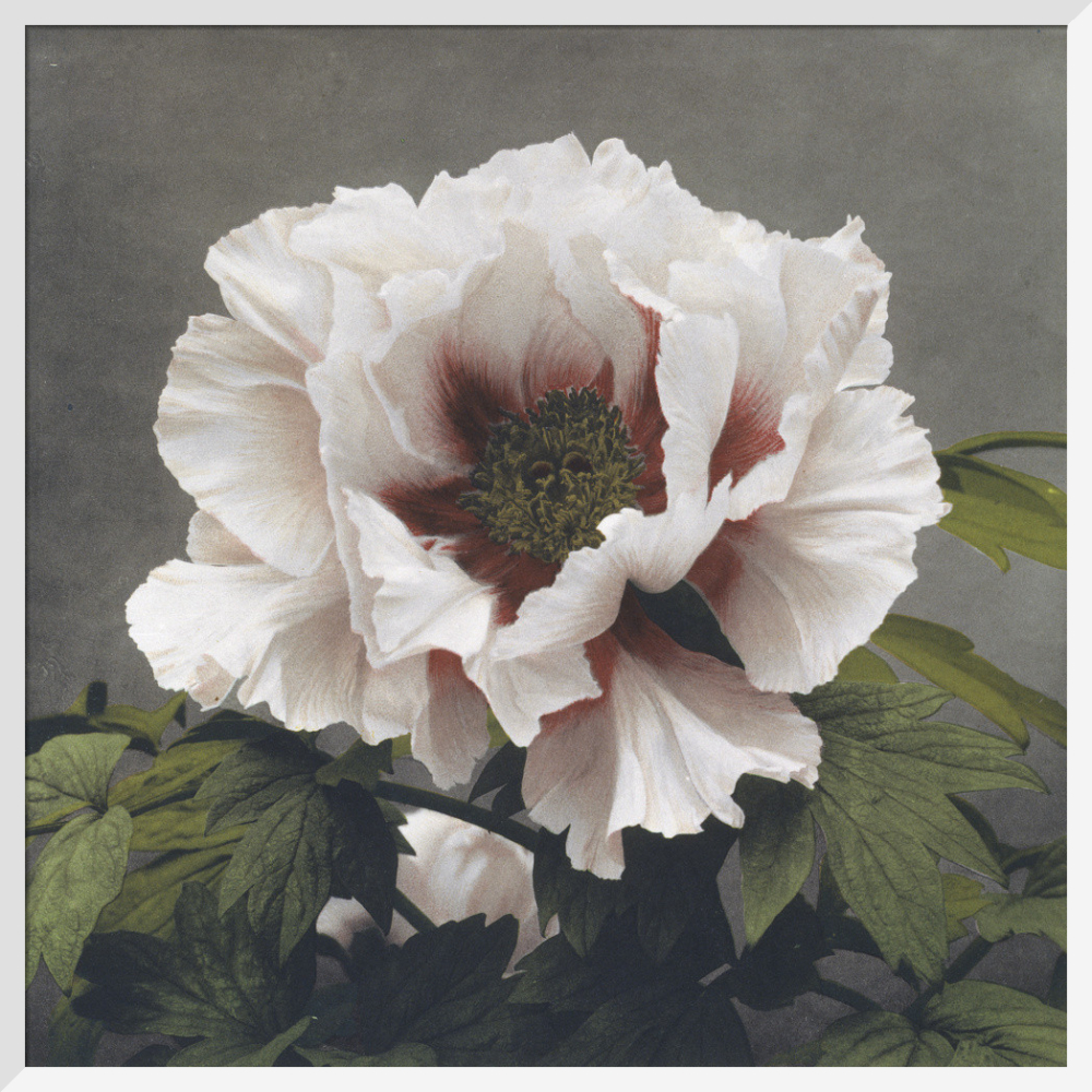 芸術写真 FLOWERS and TREES 芸術写真 FLOWERS and TREES si-470095.jpg_ihcm-80.00_iwcm-