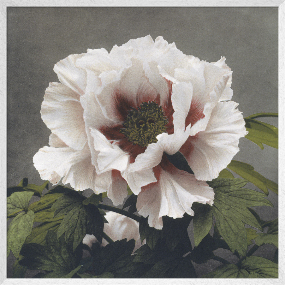 芸術写真 FLOWERS and TREES si-470095.jpg_ihcm-80.00_iwcm-