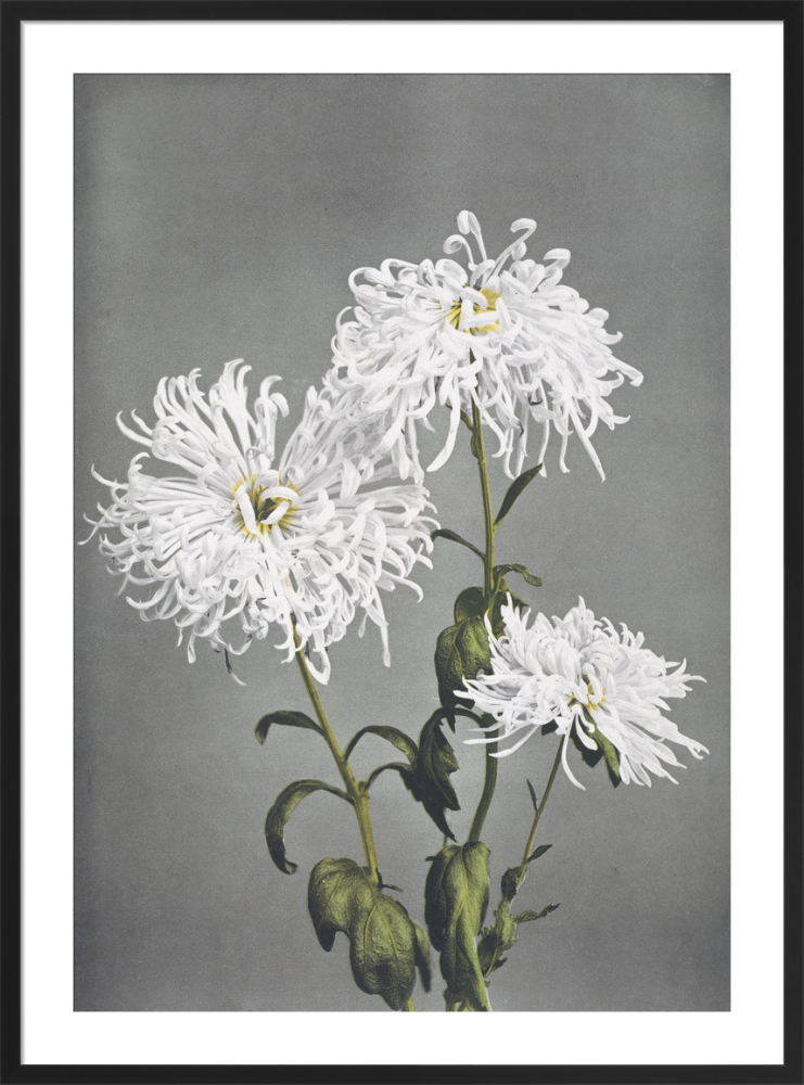 『5年保証』 from Chrysanthemum, Some Ogawa by Print Art Flowers Japanese 文学+小説
