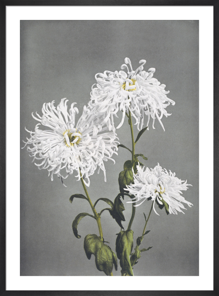 原画　『flower, s.』 Chrysanthemum, from Some Japanese Flowers Art Print by Ogawa