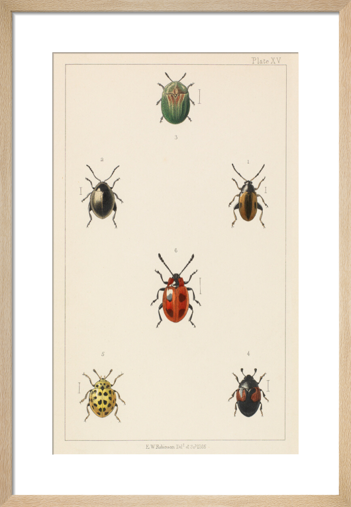 Plate XV 'British Beetles' Art Print by E.W. Robinson | King & McGaw