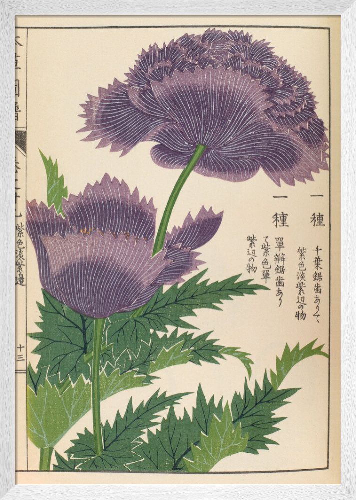 日本山草図譜 Bunsai Ioki 日本山草図譜 Bunsai Ioki