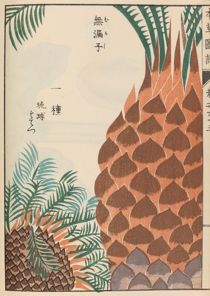 Japanese Sago Palm Art Print by Iwasaki Tsunemasa | King ...