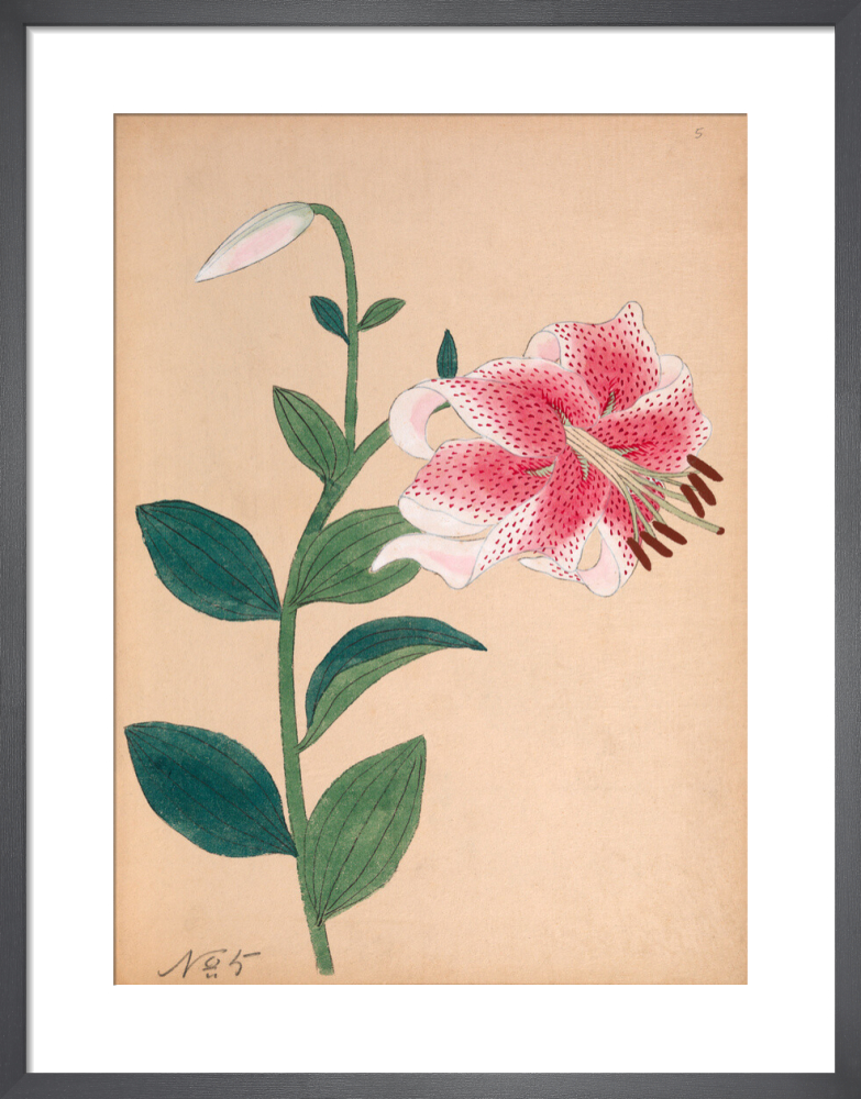 Japanese Lily Art Print from RHS Botanical Flowers | King