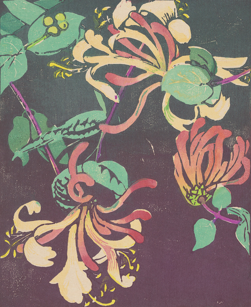 Honeysuckle Art Print by Mabel Royds | King & McGaw