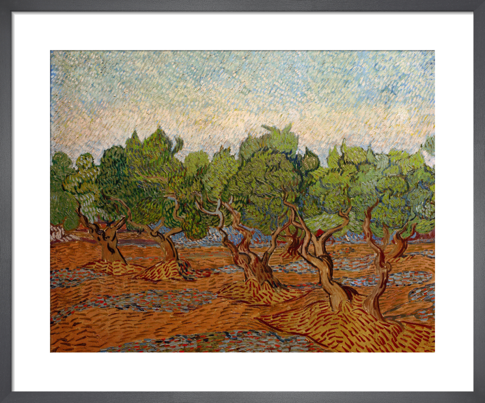 Olive Grove, 1889 Art Print by Vincent Van Gogh | King  McGaw