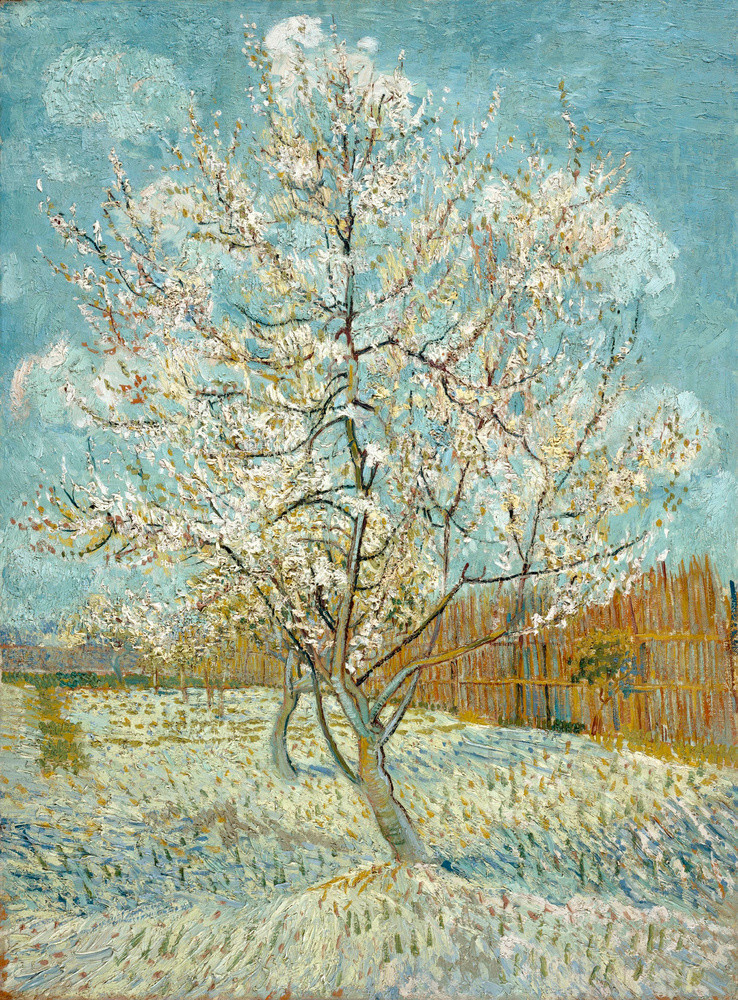 Peach Blossoms in the Crau - 12x15 image on 16x19 Unstretched Canvas