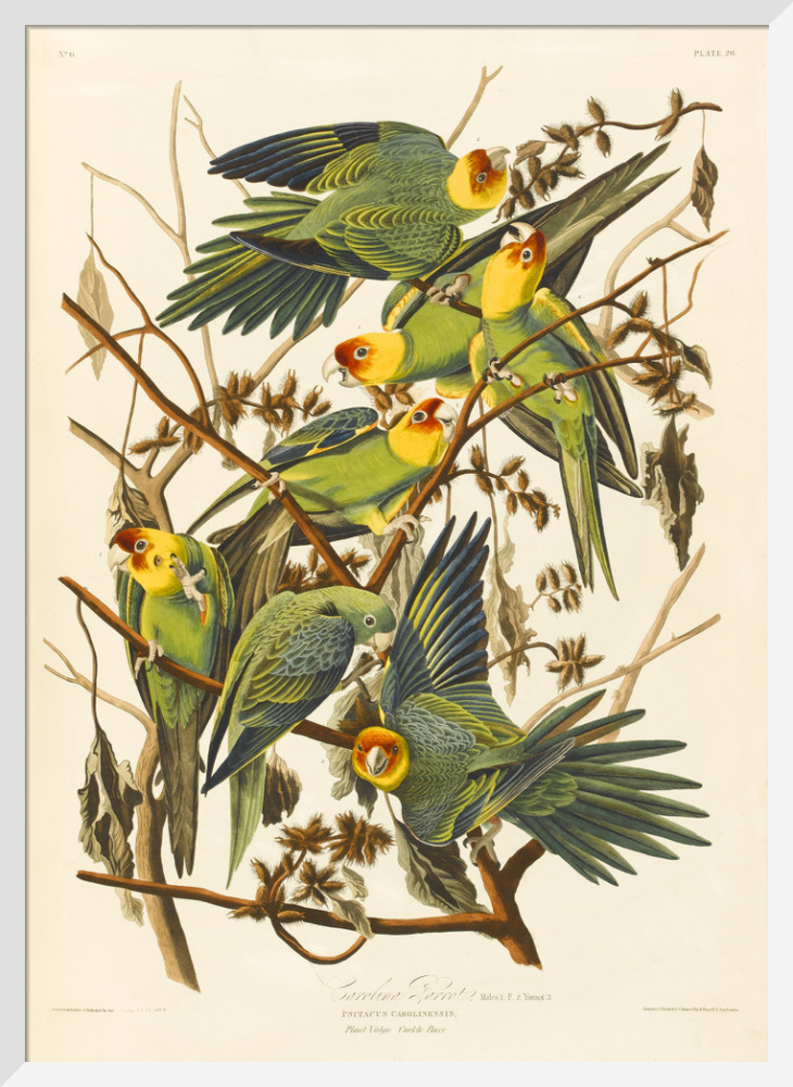 Carolina Parrot Art Print by John James Audubon King McGaw