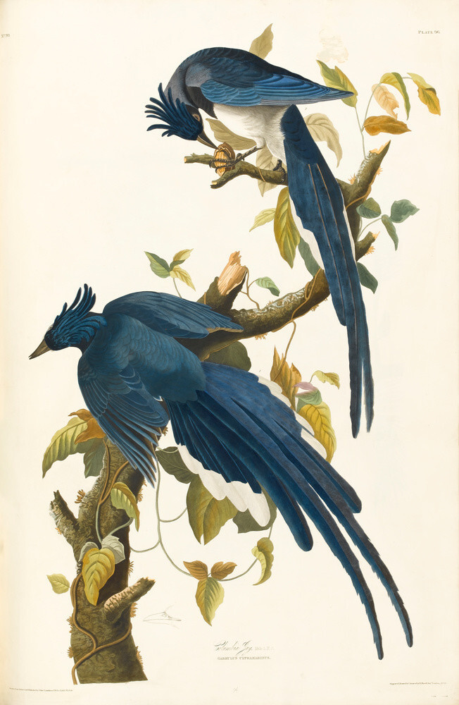 Columbia Jay Art Print by John James Audubon | King & McGaw