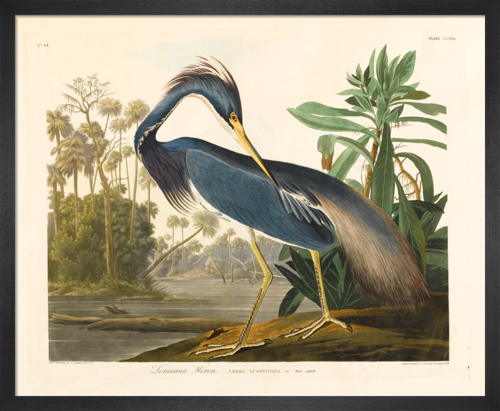 louisiana heron painting