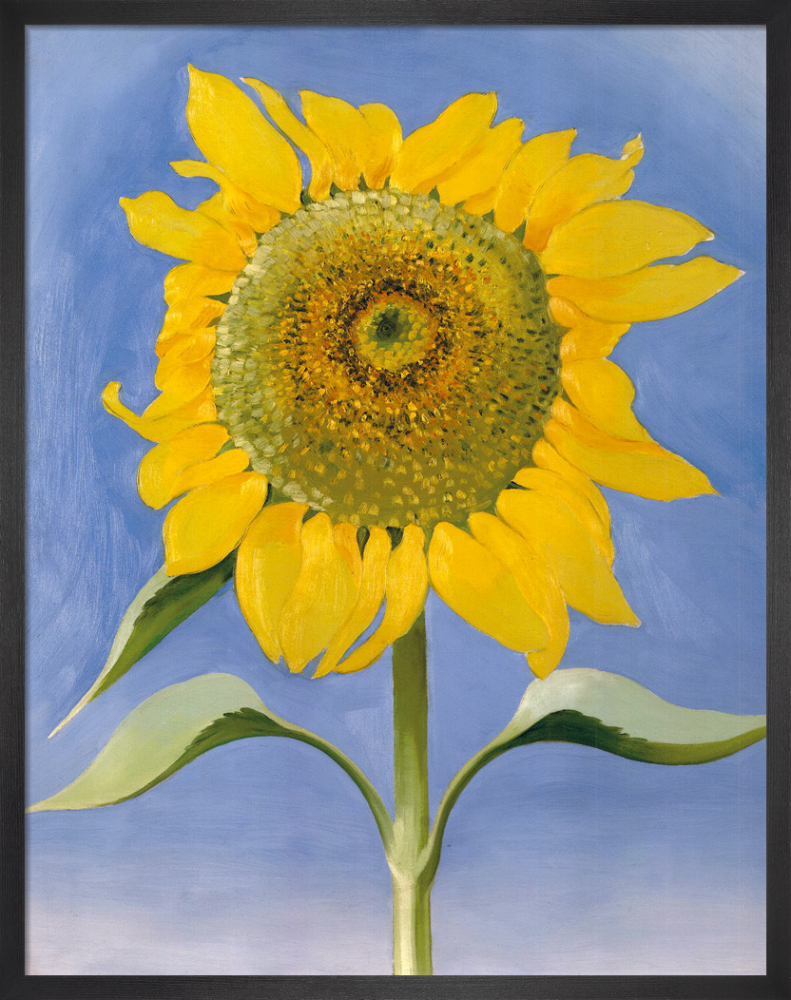 georgia okeeffe sunflower