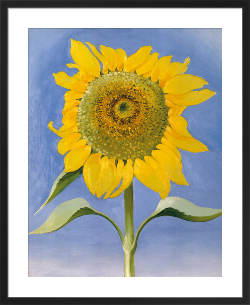 油絵 絵画 【sunflower】 Sunflower, New Mexico, 1935 | McGaw Graphics